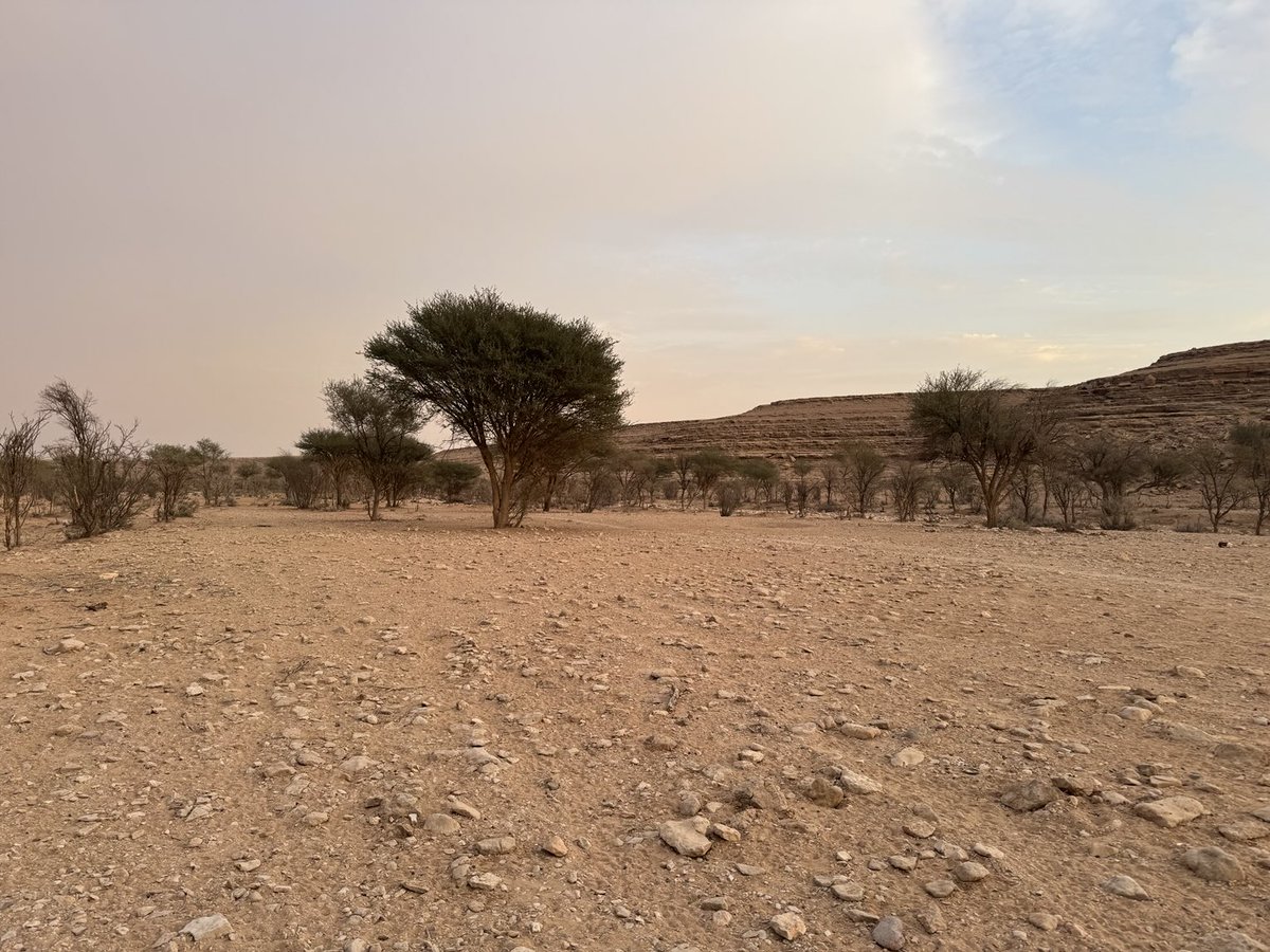 mekshat1433's tweet photo. ومع قرب الخير من الرياض ومحيطه بأمر الله، يجدر التنبيه لأمكان مناسبة شمال العاصمة الرياض، والتي لايفطن لها إلا القليل، ومنها شعيب حليفة ومحرقة وسريويل وغيرها في المنطقة العذراء بالظهرة الواقعة بين ملهم ودقلة.
وهي من أسرع الأودية جريانا وقت السيول.
https://t.co/AFR74X6JWY https://t.co/bi1KPzIiVe