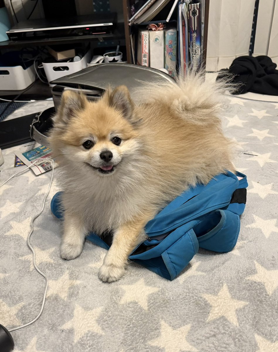 ポメ♡14kgf デカポメ🐶⛩️ポルくん🗼 (@AccessoryshopF) / Posts / X