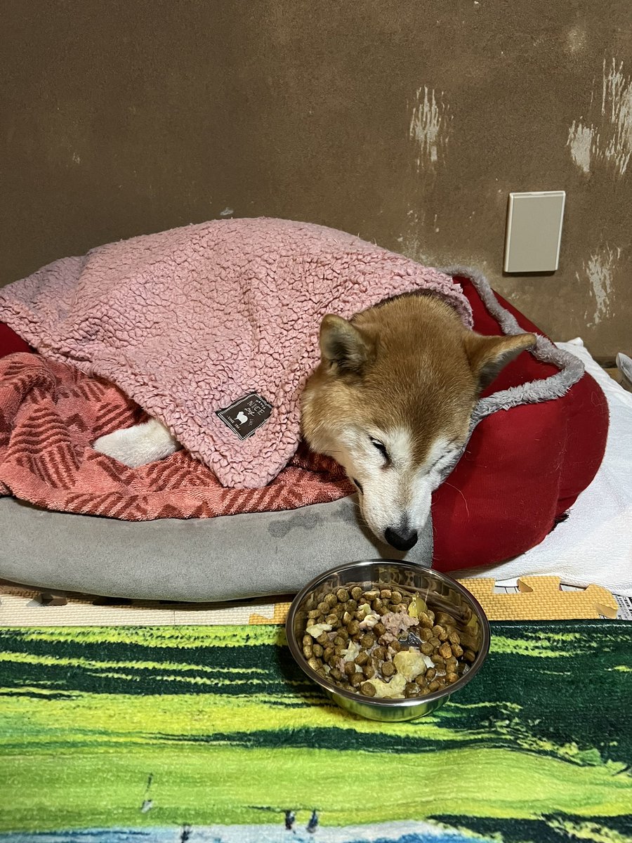 黒柴♂福 と生まれ変わりの弟 天 (@kuroshiba29fuku) / Posts and