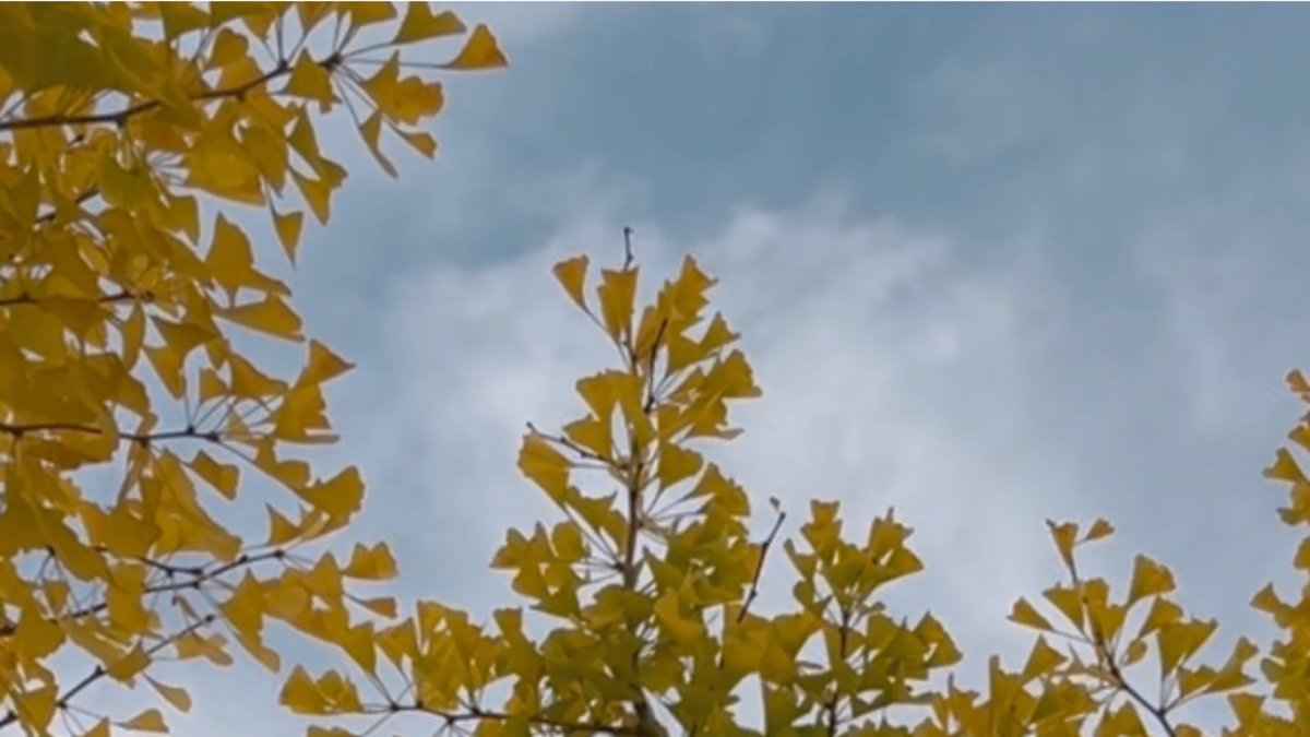 𝘺𝘶𝘺𝘶 (@yuyu99s) / Posts / X