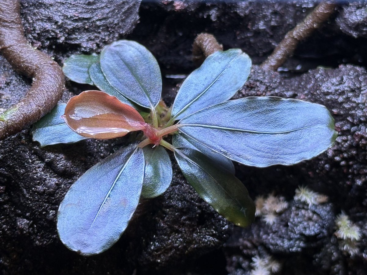 オレのレオ (@orenoreo0011) / Posts / X