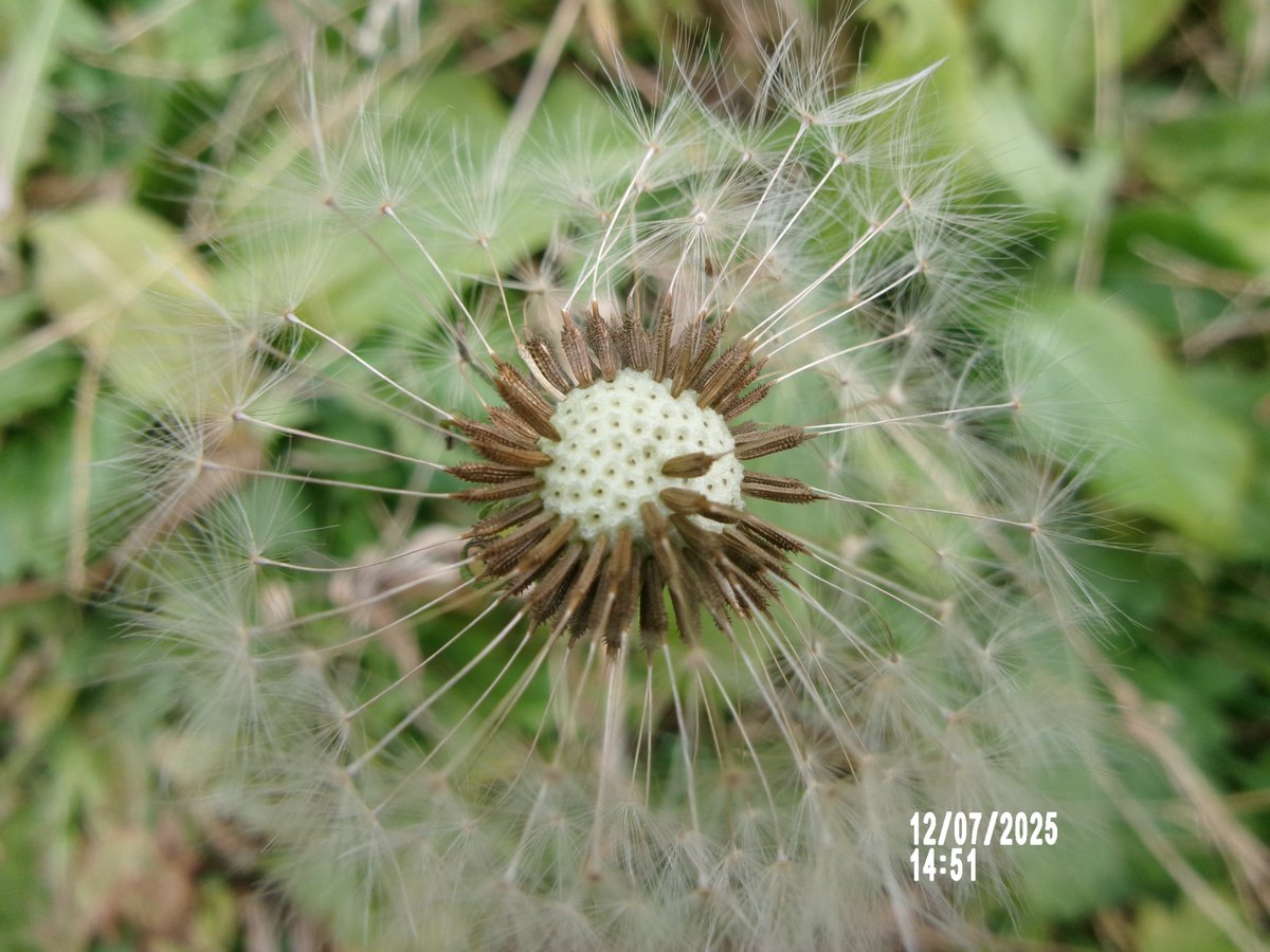 12月07日(日)。14時45分過ぎ、いい天気で気温も了なので全力開花の花