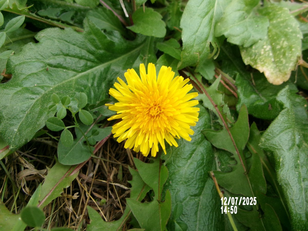 のりちゃんです 12月07日(日)。14時45分過ぎ、いい天気で気温も了なので全力開花の花