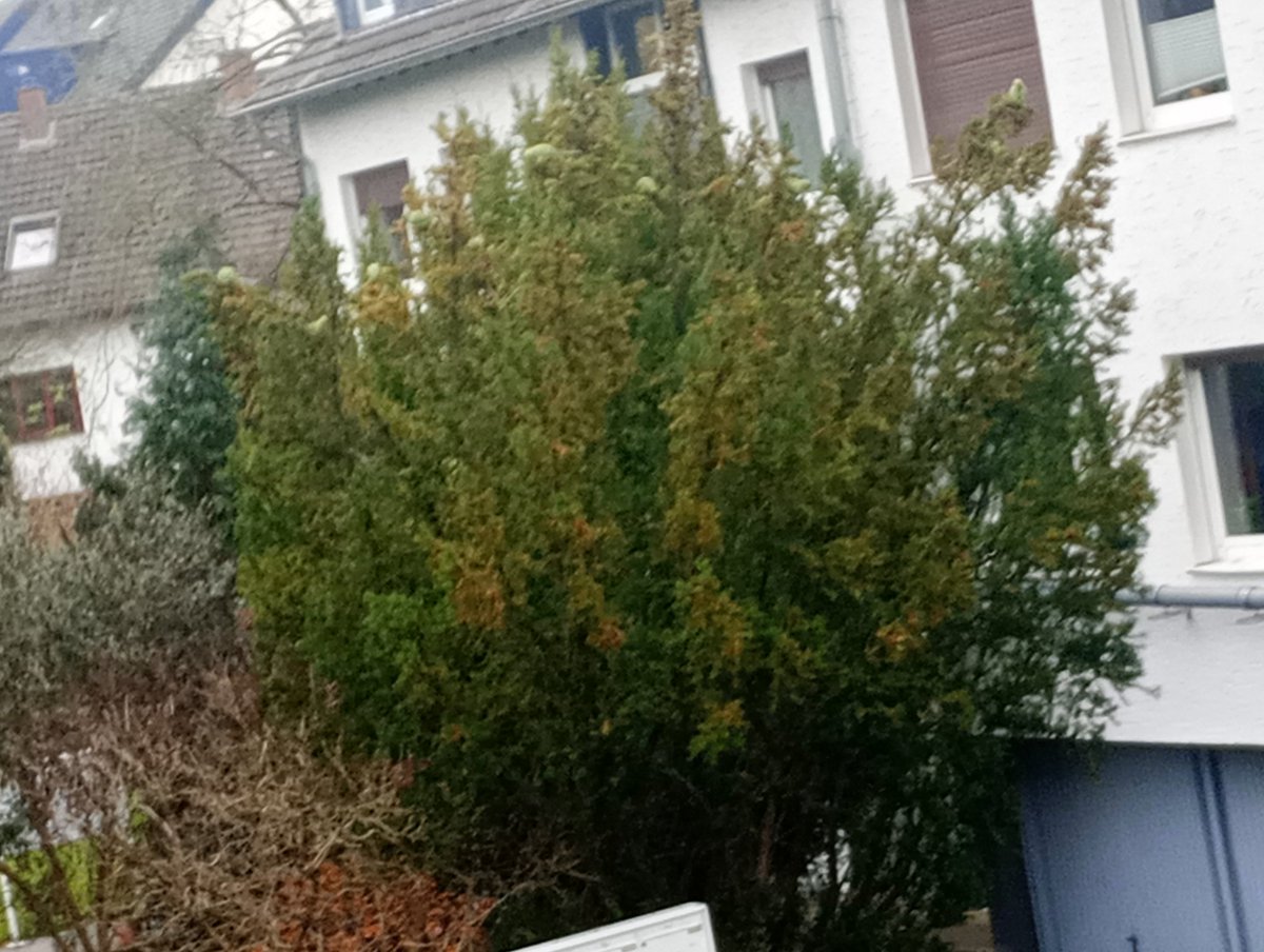 Auch die Papageien am Rhein freuen sich schon auf den Frühling!