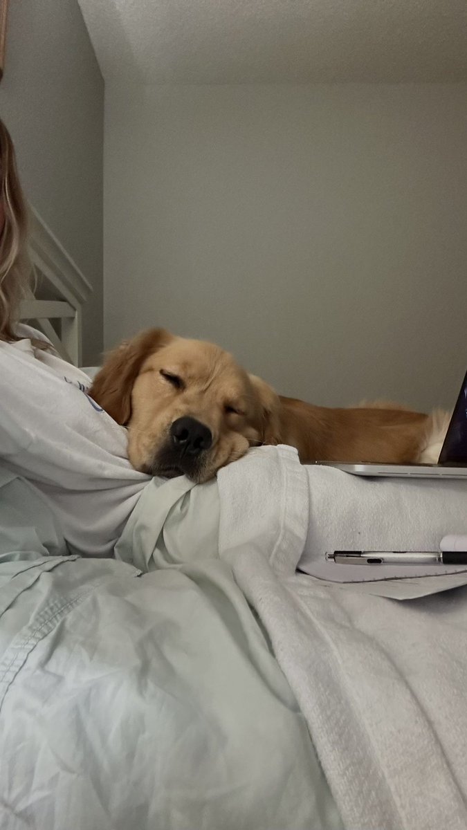 o josh e o josh jr roncando do meu lado a noite toda, e hoje de manha o simba veio pro meu colo, todo os homens carentes nessa casa