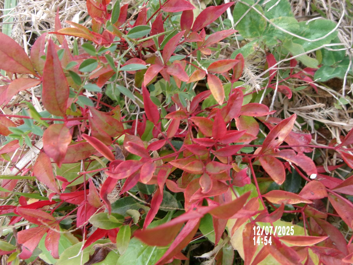 12月07日(日)。14時50分過ぎ、いい天気で気温も了なので全力開花の花