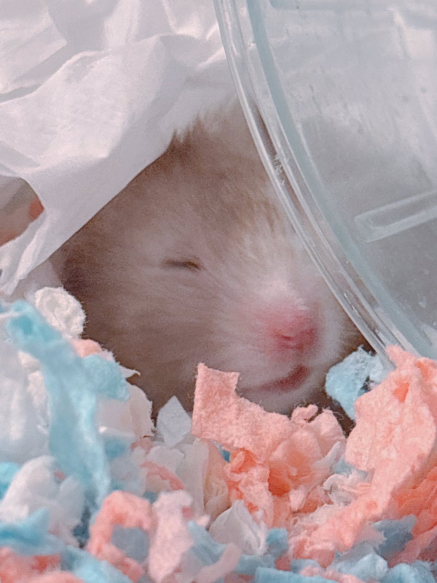 ハムちゃん🐹 (@nagihagiyubeshi) on X