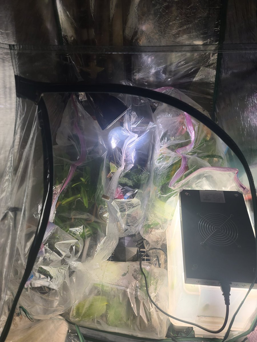 うちの植物
ハラン、アグラオネマ、ユーフォ、ブリガミア、紐サボ、バニラ、タイニアetc

多国籍すぎる