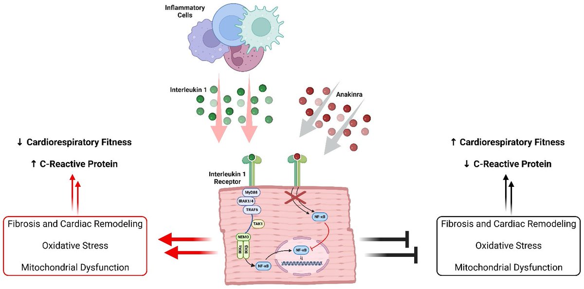 Journal of Cardiovascular Pharmacology tweet media