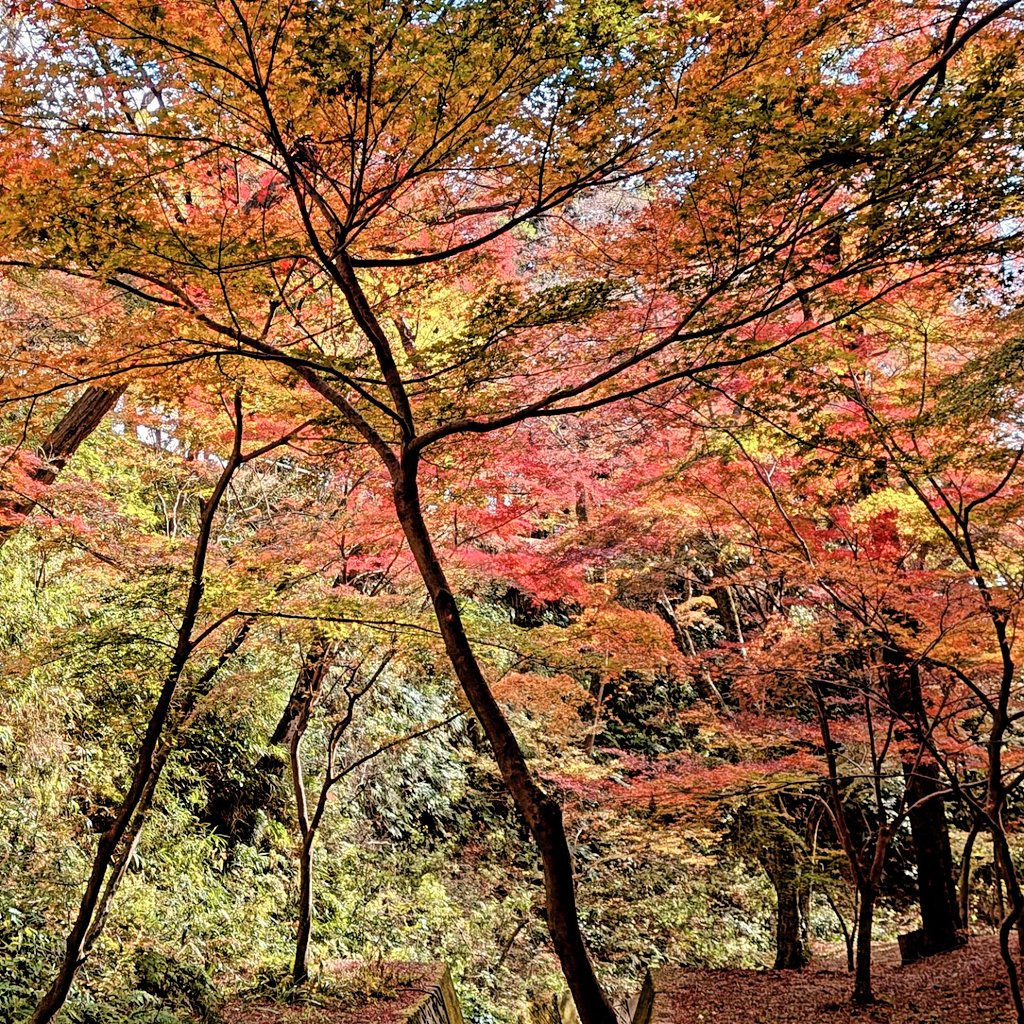 chakochan55's tweet photo. 紅葉がり🍁
#もみじ谷 https://t.co/T7c13QvWUa