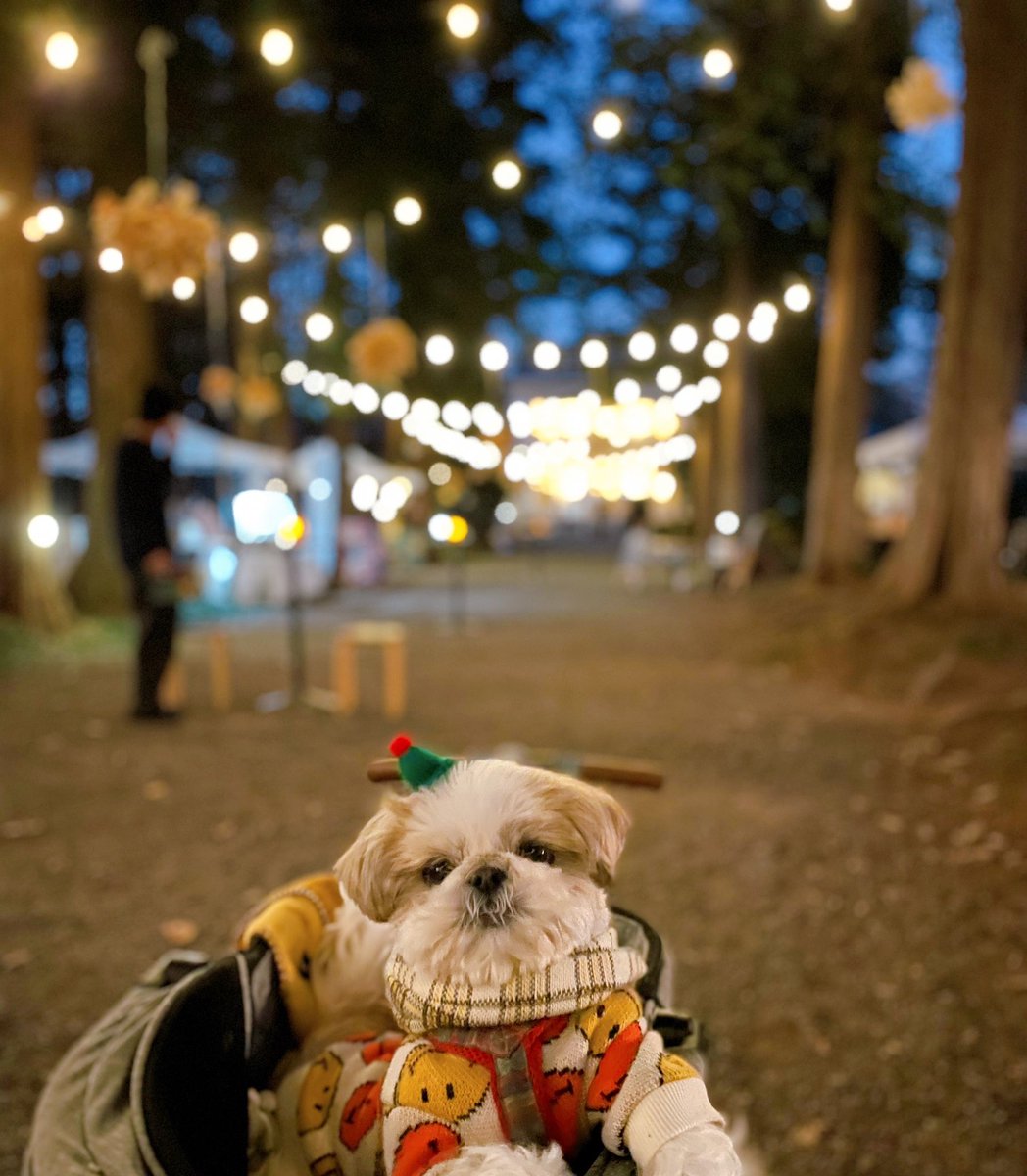 シーズーうに🐶🥔 (@uniuniuni0127) / Posts / X