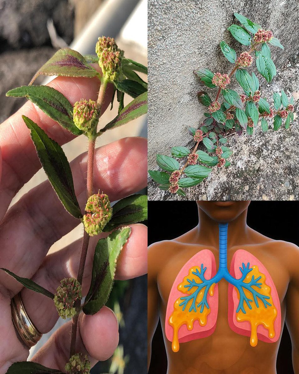 Herbalisque tweet media