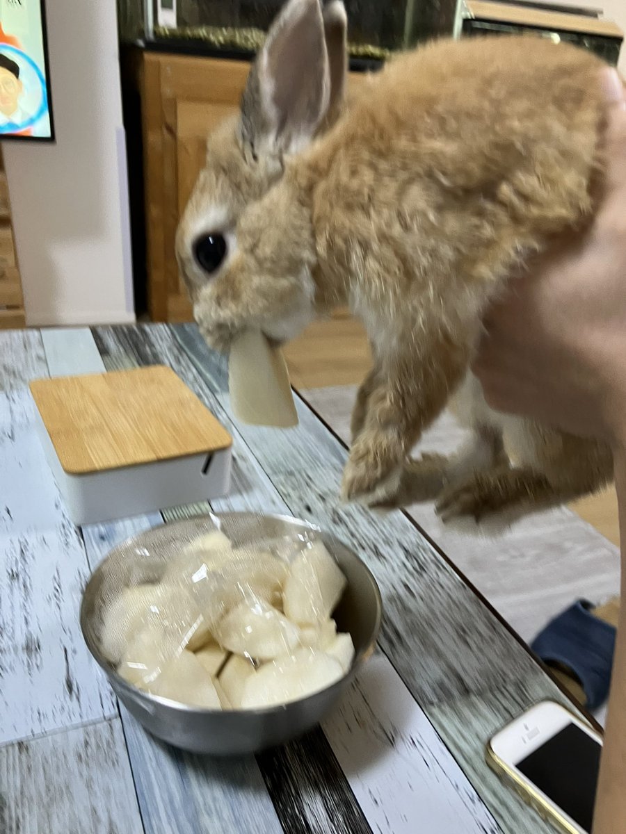 みったん🐰 (@mittaan17) / Posts / X