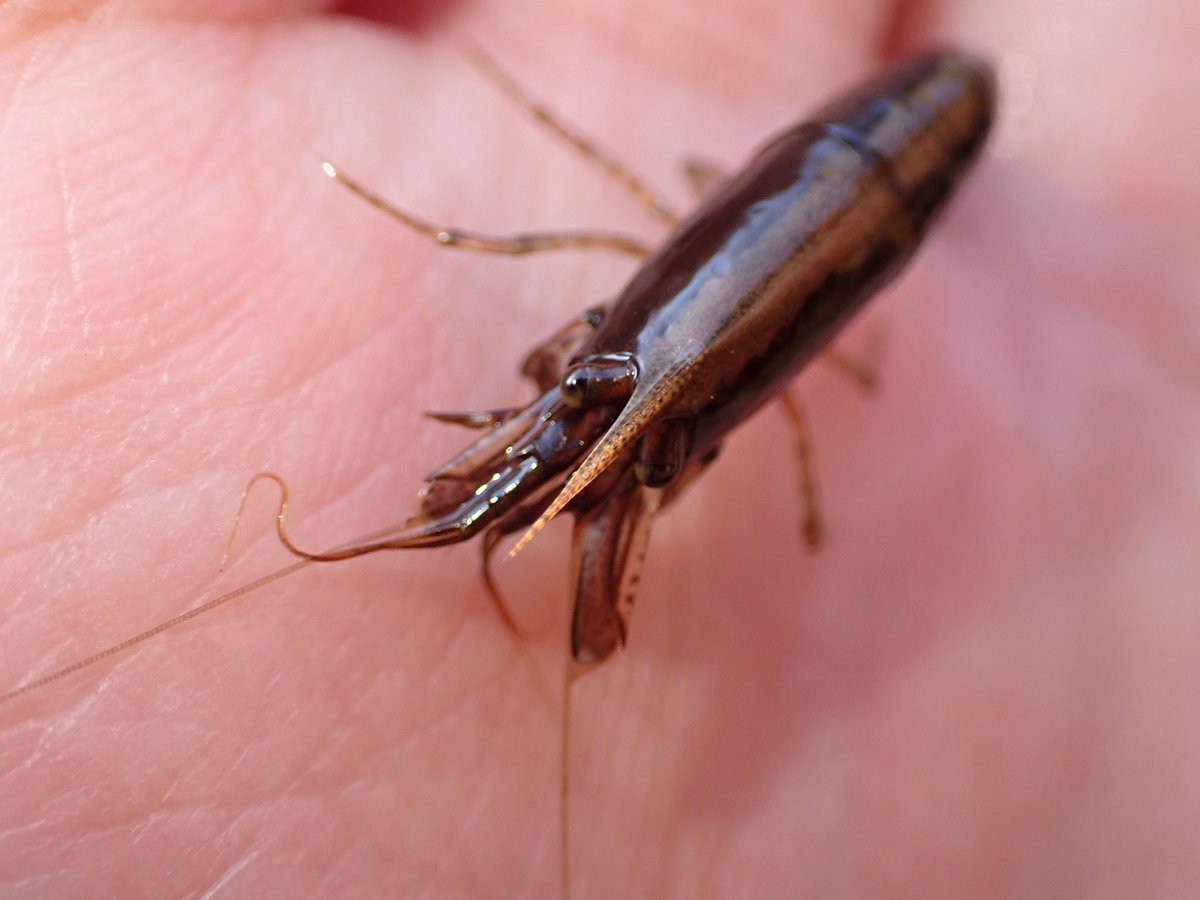 山奥の溜池で採集したヌマエビ。
特徴的にはカワリヌマエビ属。
額角が長いので、純粋なミナミヌマエビ？