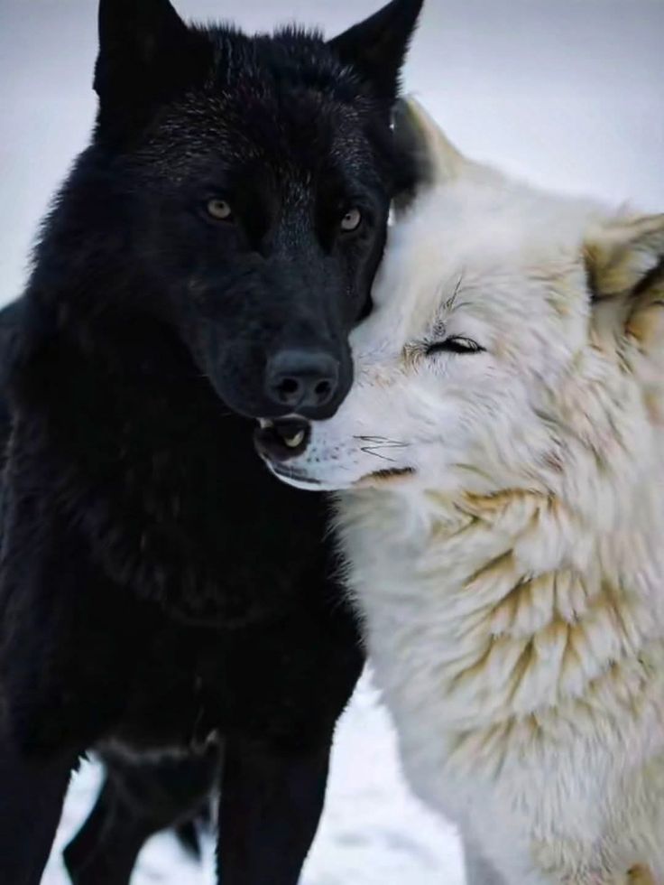 Wolf Empiree tweet media