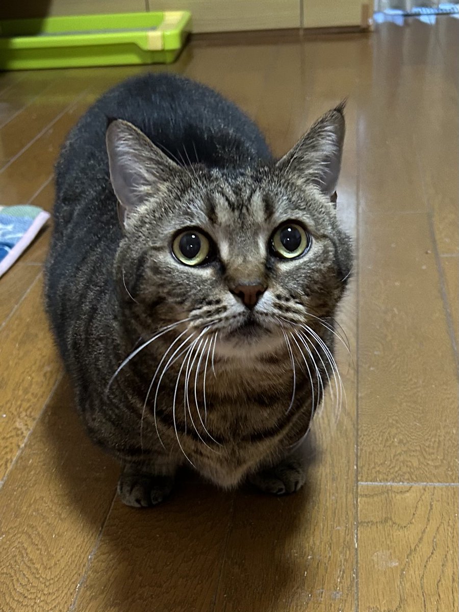 はると (@tomeji1106) / Posts / X