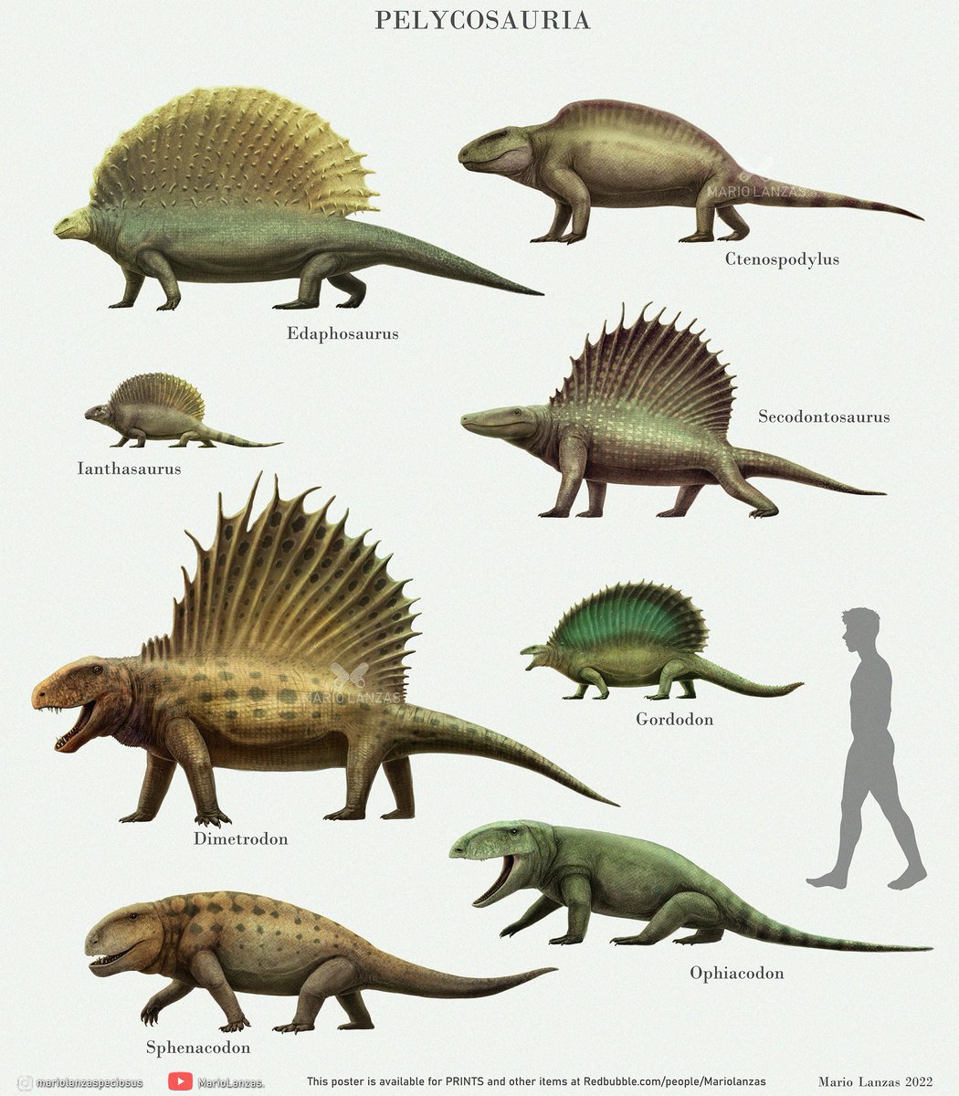 PELYCOSAURIA, from the video: youtube.com/watch?v=ytWxG5… dedicated to early Synapsids. more Synapsid groups are included there. 🐉 Pelycosaurs are known for their back sails, very trendy in the early Permian 🐉 #pelycosauria #synapsids #permian #dimetrodon #paleoart