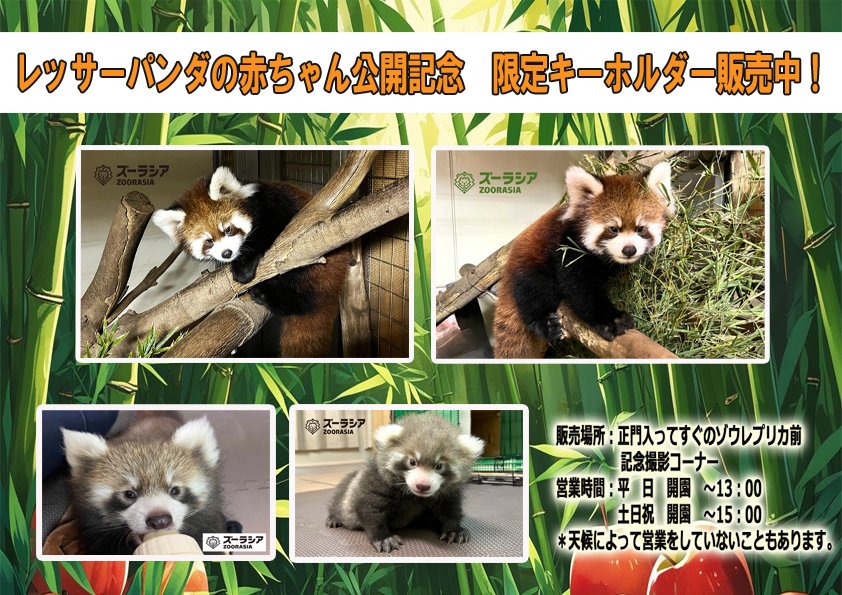 #レッサーパンダ の赤ちゃんの公開を記念して、限定キーホルダーを販売中です！

場所：正門入ってすぐのゾウ前記念撮影コーナー
※天候によって営業していないことがあります。
#ズーラシア #ZOORASIA  ＃Redpanda
