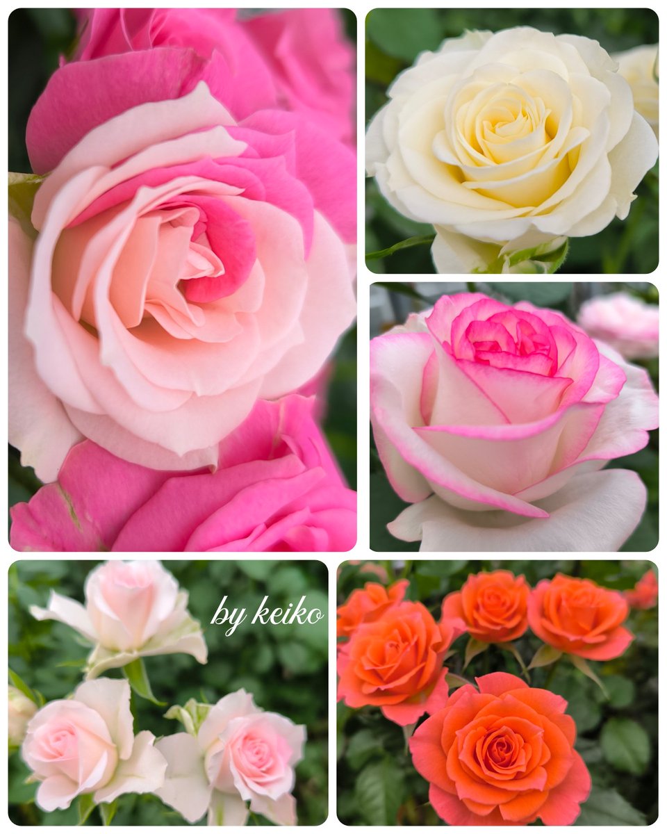 otamachan39's tweet image. 寒くなりましたね~  (•﹏•; )❄
温室の中では薔薇の花がとても綺麗に咲いていました🌹✨