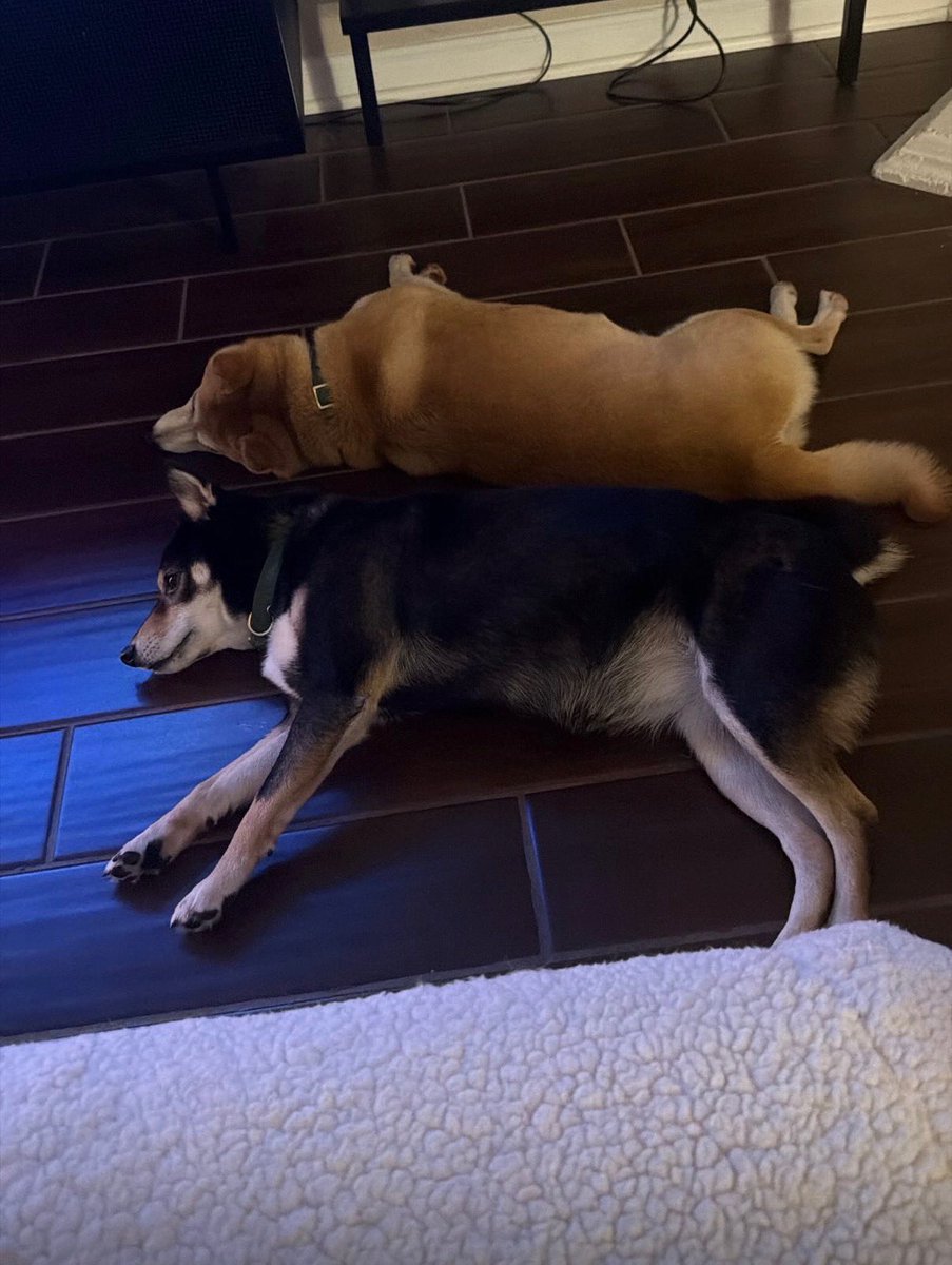 did you guys know shibas are magnetic &amp; like to attach to one another?