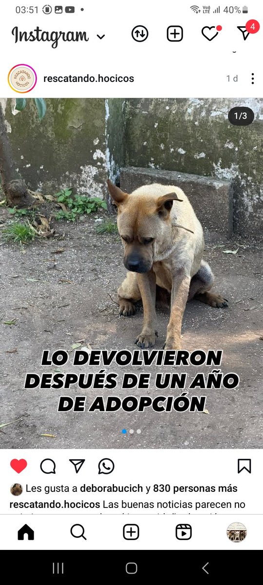 ComoNoAdorarlos's tweet photo. JULITO FUE DEVUELTO AL REFUGIO LUWGO DE 1 AÑO DE ADOPTADO💔💔💔
#Colon 🥺🙏🙏🙏
https://t.co/qVBCjayOsF https://t.co/N9GYl728bT