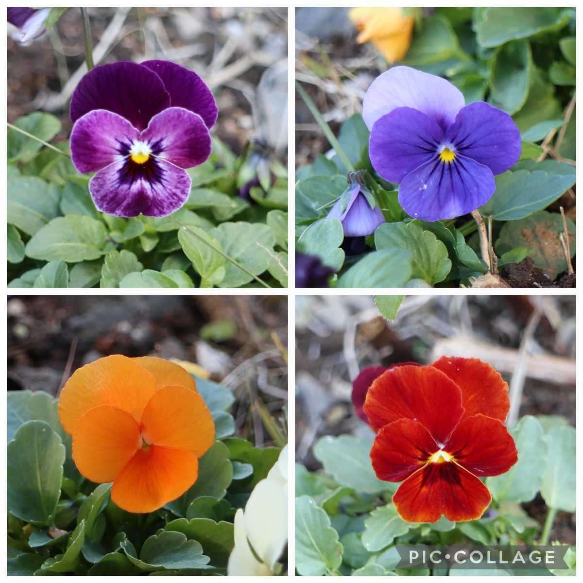 kinokdk's tweet image. 12/07(日)、お疲れ様です☺️
今日は随分と暖かな一日でしたね。
明日以降もこんな日が続くと助かります。

🌸#TLを花でいっぱいにしよう

先日の雪に埋もれましたが、ビオラ達は全然元気です。頼もしい！
冬の彩りは彼ら頼みです☺️