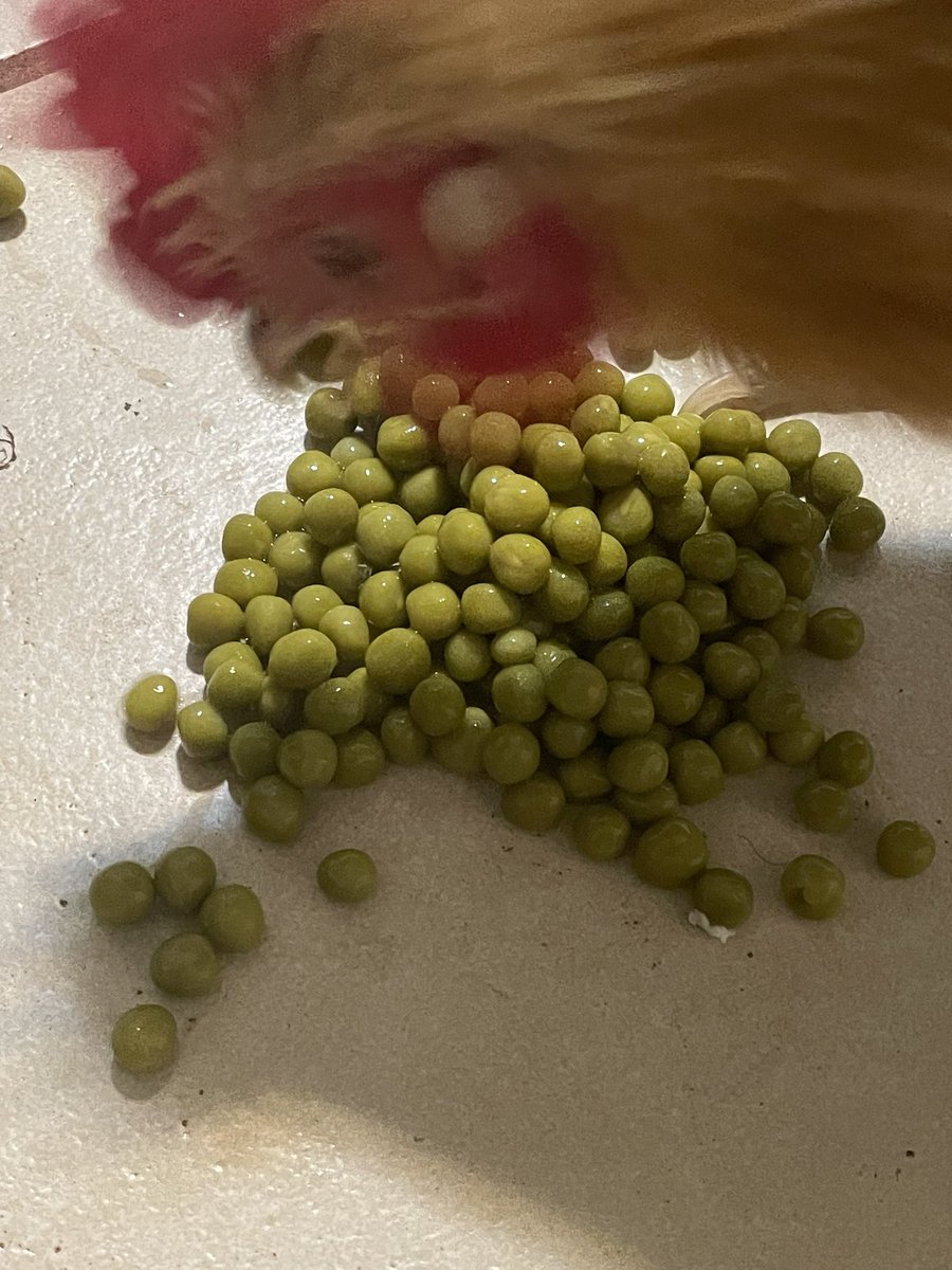badrechicken's tweet image. he loves peas