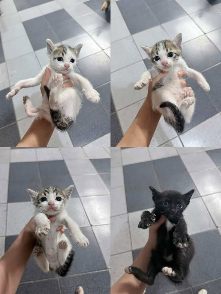 Catster & Co บ้านพักพิงแมวจร tweet media