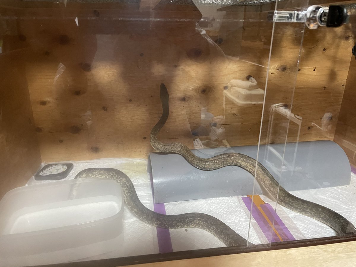 今日は栃木県で開催されたロコズマーケットで、マクロットパイソンをお迎え🐍

ヘビは初めて飼うのですが、すごく親切に色々教えてくれた冨水さん<a href="/AklraT/">AKlRA TOMIMIZU</a>  に感謝！

お話できたことも嬉しかったです。ありがとうございました！

＃ロコズマーケット