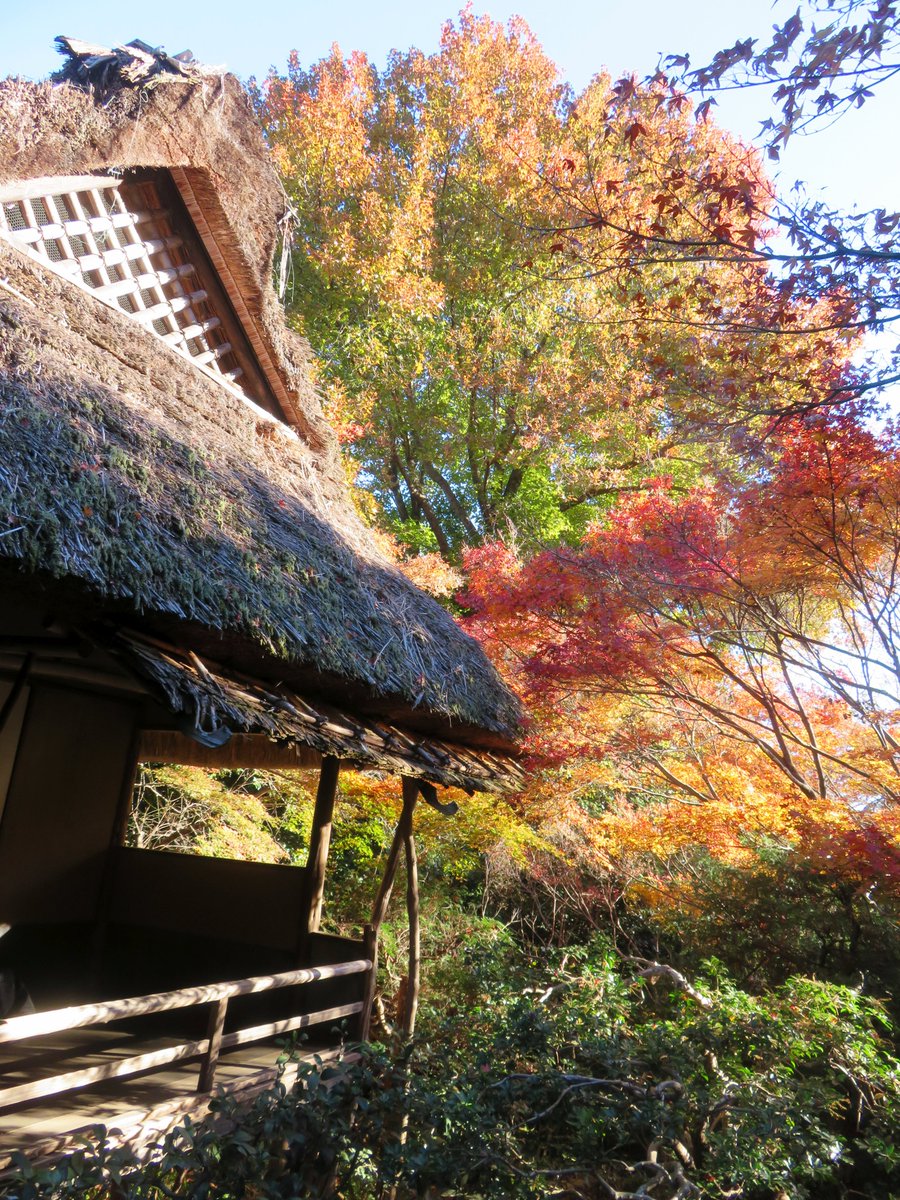 hitomihcx's tweet photo. Enrian/厭離庵/2025.12.06
やはりここは散紅葉です(^_^)v
#Kyoto #京都 #arashiyama #嵐山
#Enrian #厭離庵
#NearbyTemple #近所の寺
#AutumnLeaves #紅葉 https://t.co/bfn3iba3ed