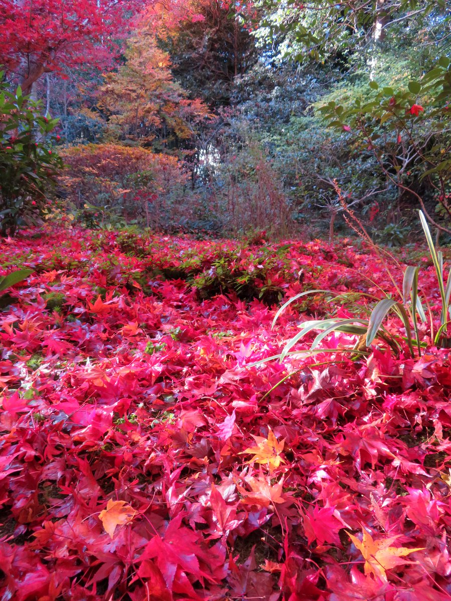 hitomihcx's tweet photo. Enrian/厭離庵/2025.12.06
やはりここは散紅葉です(^_^)v
#Kyoto #京都 #arashiyama #嵐山
#Enrian #厭離庵
#NearbyTemple #近所の寺
#AutumnLeaves #紅葉 https://t.co/bfn3iba3ed