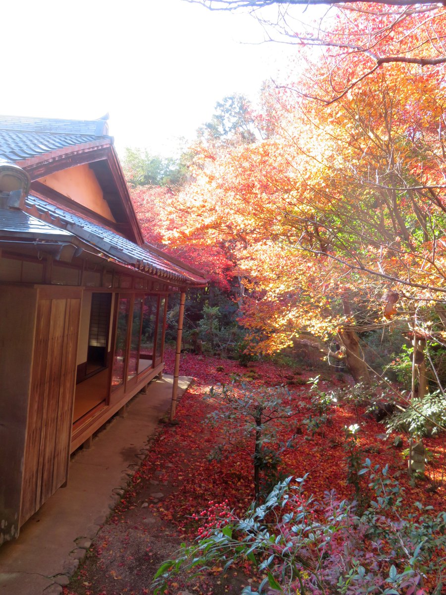 hitomihcx's tweet photo. Enrian/厭離庵/2025.12.06
やはりここは散紅葉です(^_^)v
#Kyoto #京都 #arashiyama #嵐山
#Enrian #厭離庵
#NearbyTemple #近所の寺
#AutumnLeaves #紅葉 https://t.co/bfn3iba3ed