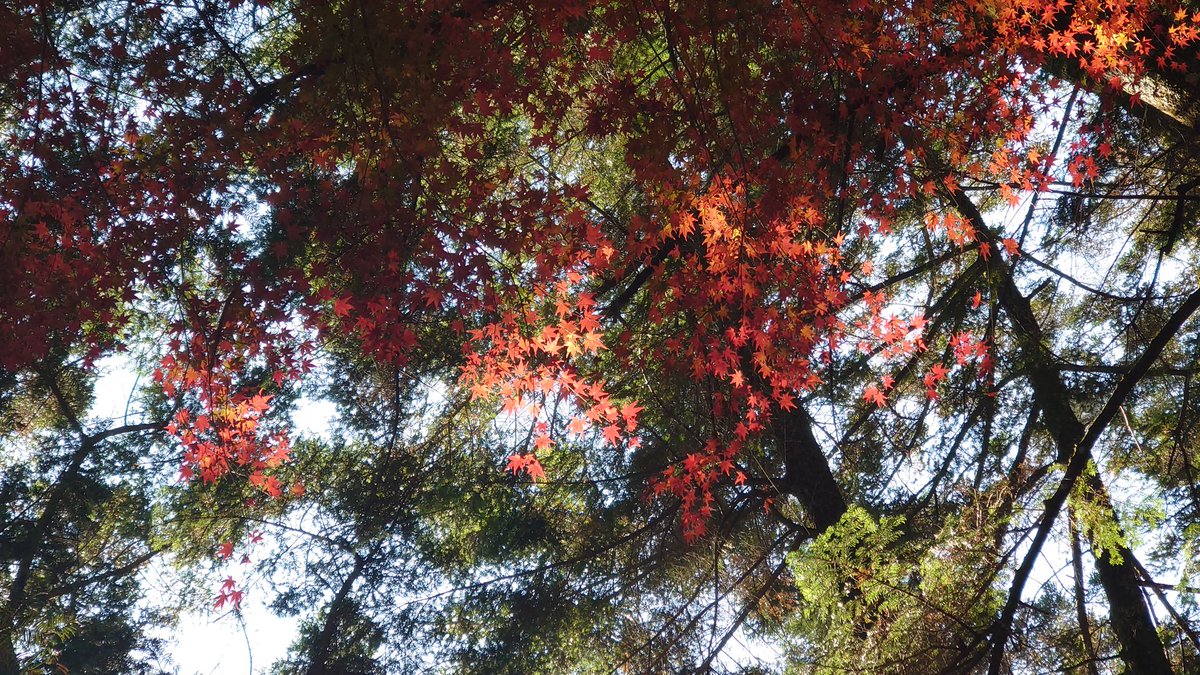 with_pikachu's tweet photo. あー楽しかった❤️❤️❤️❤️❤️❤️❤️
大元公園コース→紅葉谷公園コース
朝、むさしのお弁当を手に入れるために広島駅まで歩いた✨ https://t.co/jdtaAcTz8n