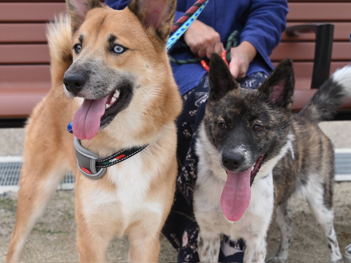 七角軸シャーペンの出品準備中です。
今晩もしくは明日中に商品追加予定です‼️

ついでに可愛いのおすそ分けです😊
今年の6月から飼い始めました〜