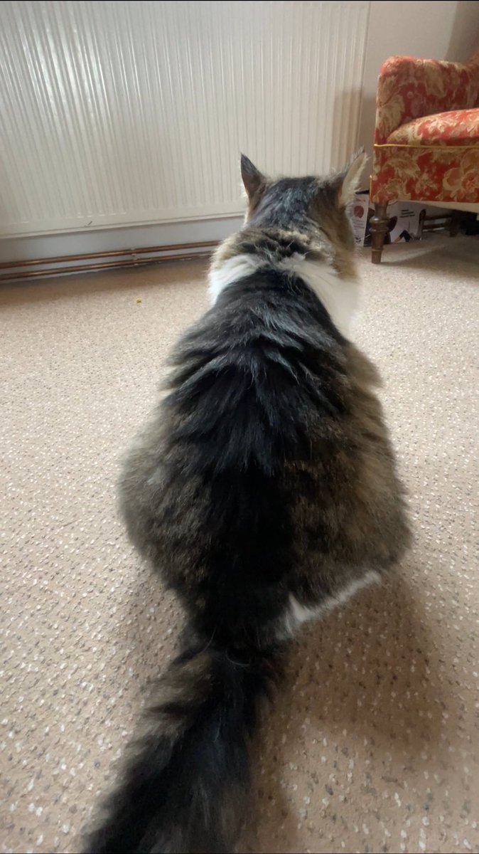 Paní uražená. Včerejší expres odjezd na kliniku, protože nemohla pořádně dýchat. Injekce naštěstí pomohly. Rentgen ukázal zvětšené ❤️ Čekají nás další vyšetření (už mě asi sežere).🤦🏻‍♀️
I dnes se se mnou nebaví.🤓