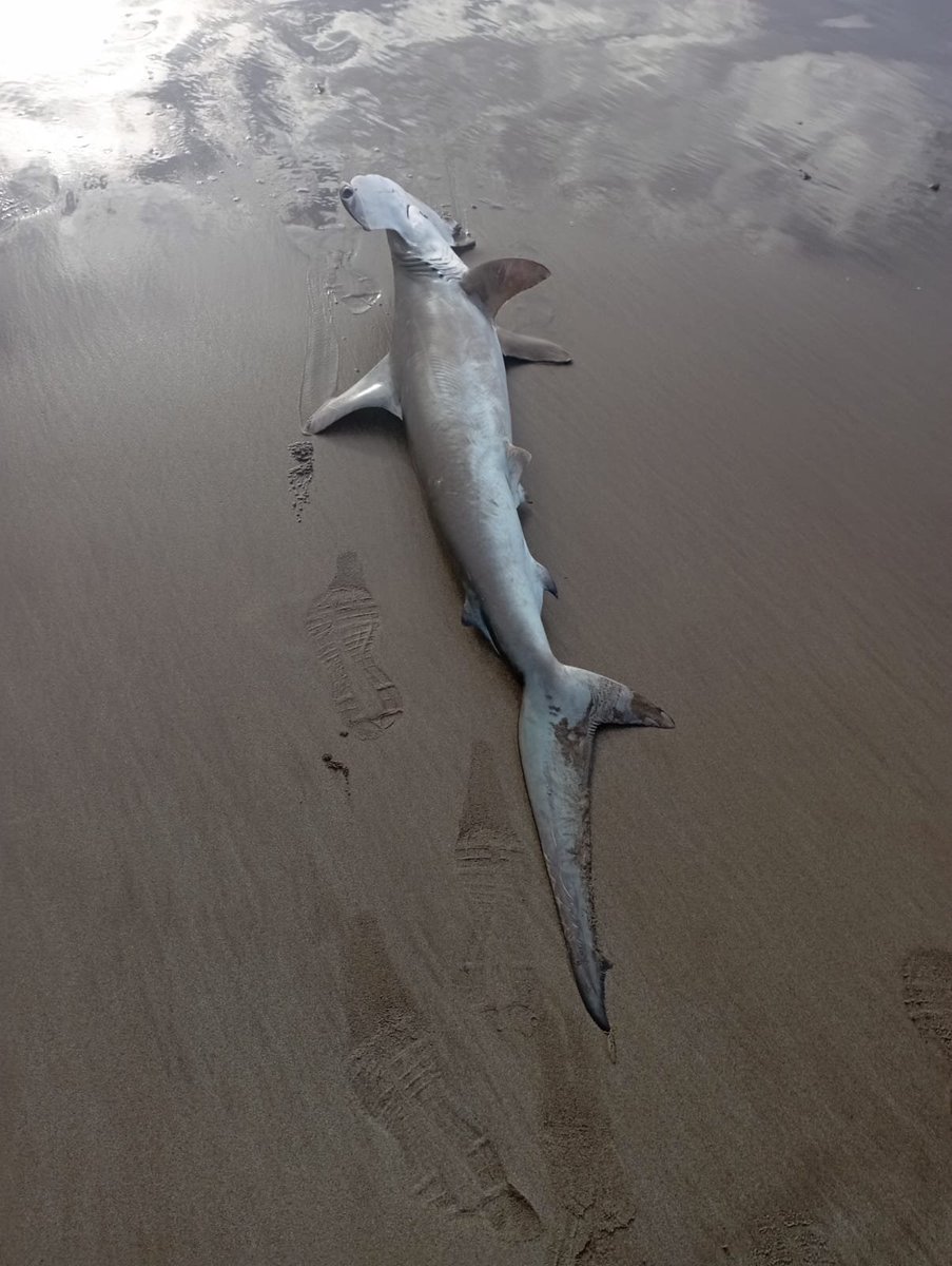 Medio Ambiente Lanzarote tweet media