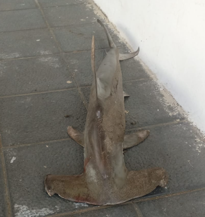 Medio Ambiente Lanzarote tweet media