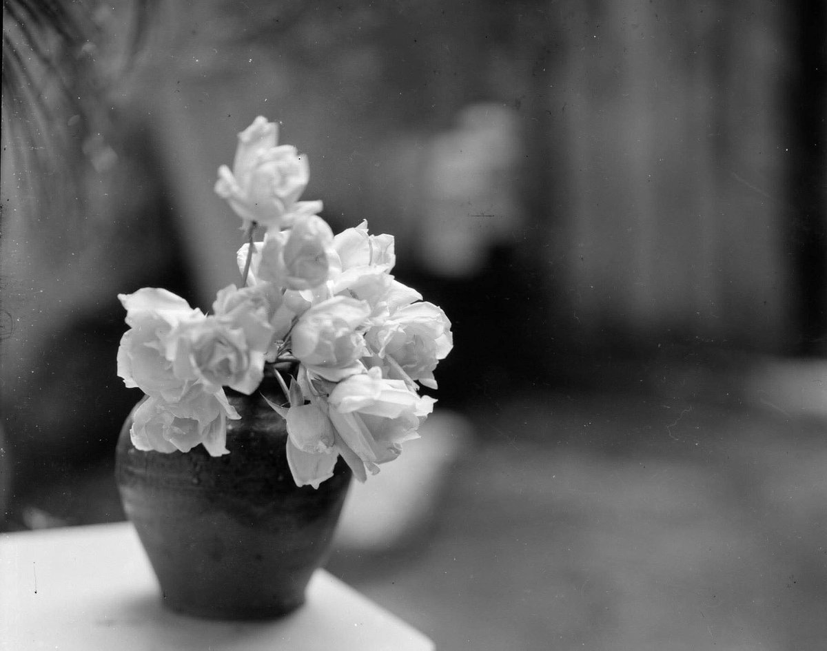letiziafrau's tweet photo. #Roses #Heliar https://t.co/7Zt26nEpFE