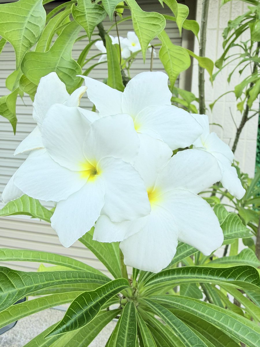 プルメリア・プディカ、午後16:00