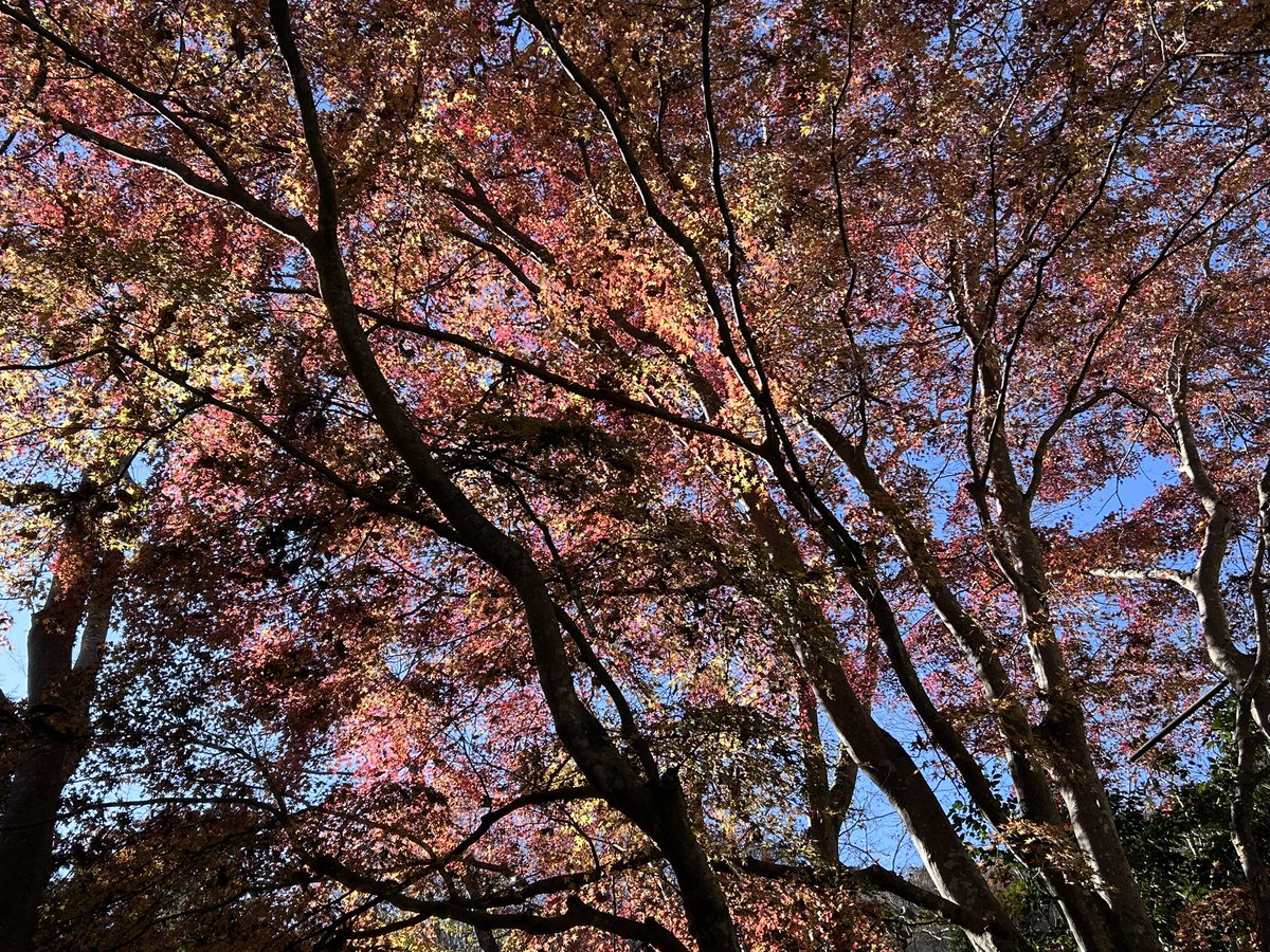 連チャンの高尾
(先週陣馬😅)

高尾までは観光の人含め
人が沢山だけど
城山はほどほどの人でいい