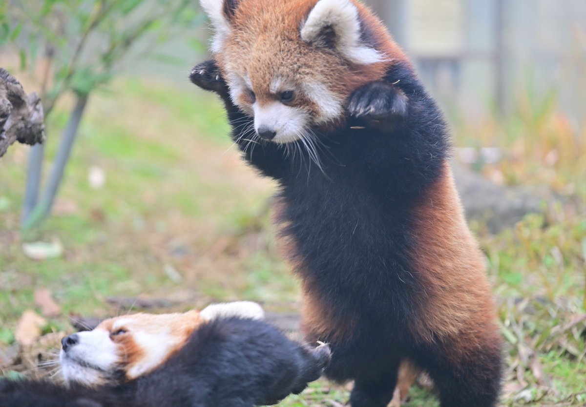 「かくごするです」（その１）
#茶臼山動物園 
#レッサーパンダ