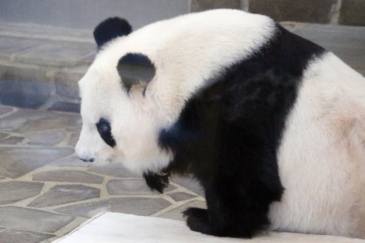 パンダライター 二木繁美｜『水曜日のお嬢様』発売中 (@Pandaexn