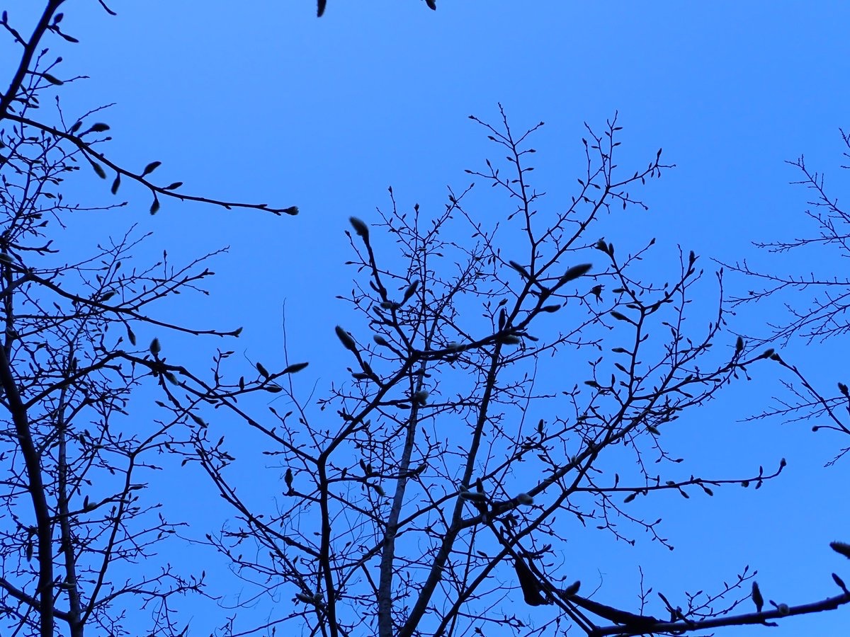 空とマツゲゴケだらけの枝とネコヤナギ

ネコヤナギには葉状地衣類がぜんぜんついてないな🙄