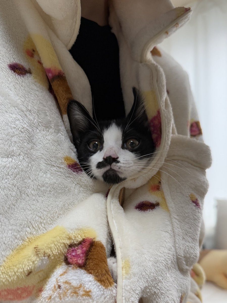 ㄴㅏ이러캐 따뜻하개 안아줄 가족 이떠?

억지로 넣지 않았어요 스스로 들어감… 저러다 옹동이 토닥토닥 하주면 품에서 잠들어요

#입양문의는프로필링크참고❤️
#임보냥_야금 #입양홍보