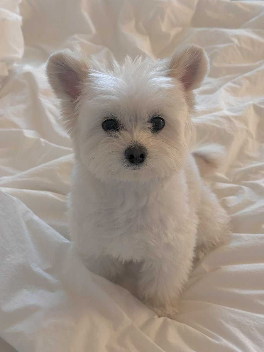 겸돌이 뽀송돌이☁️