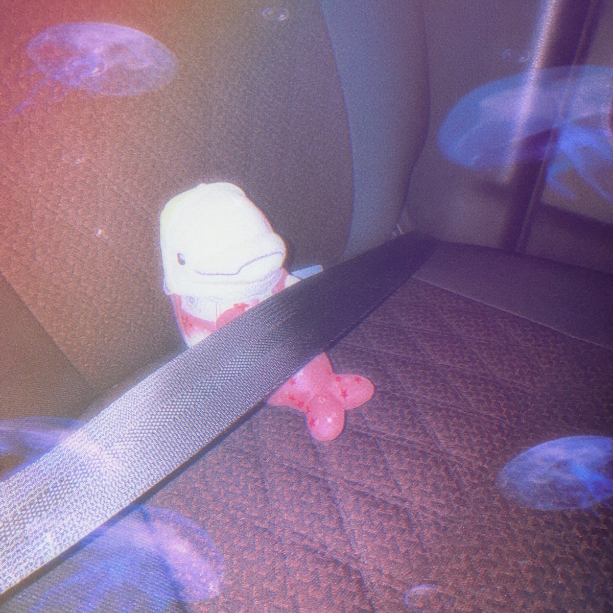 取り扱いのゲーセン行ったら見当たらなくて、店員さんに聞いたら「🐬の子だけあと1体…‼️」ということだったのでｵﾄﾒﾁｬﾝお迎えしてきた💨最近すごい人気なんやね、余裕ぶっこいてました😞ｵﾄﾒﾁｬﾝだけでも回収できてよかった