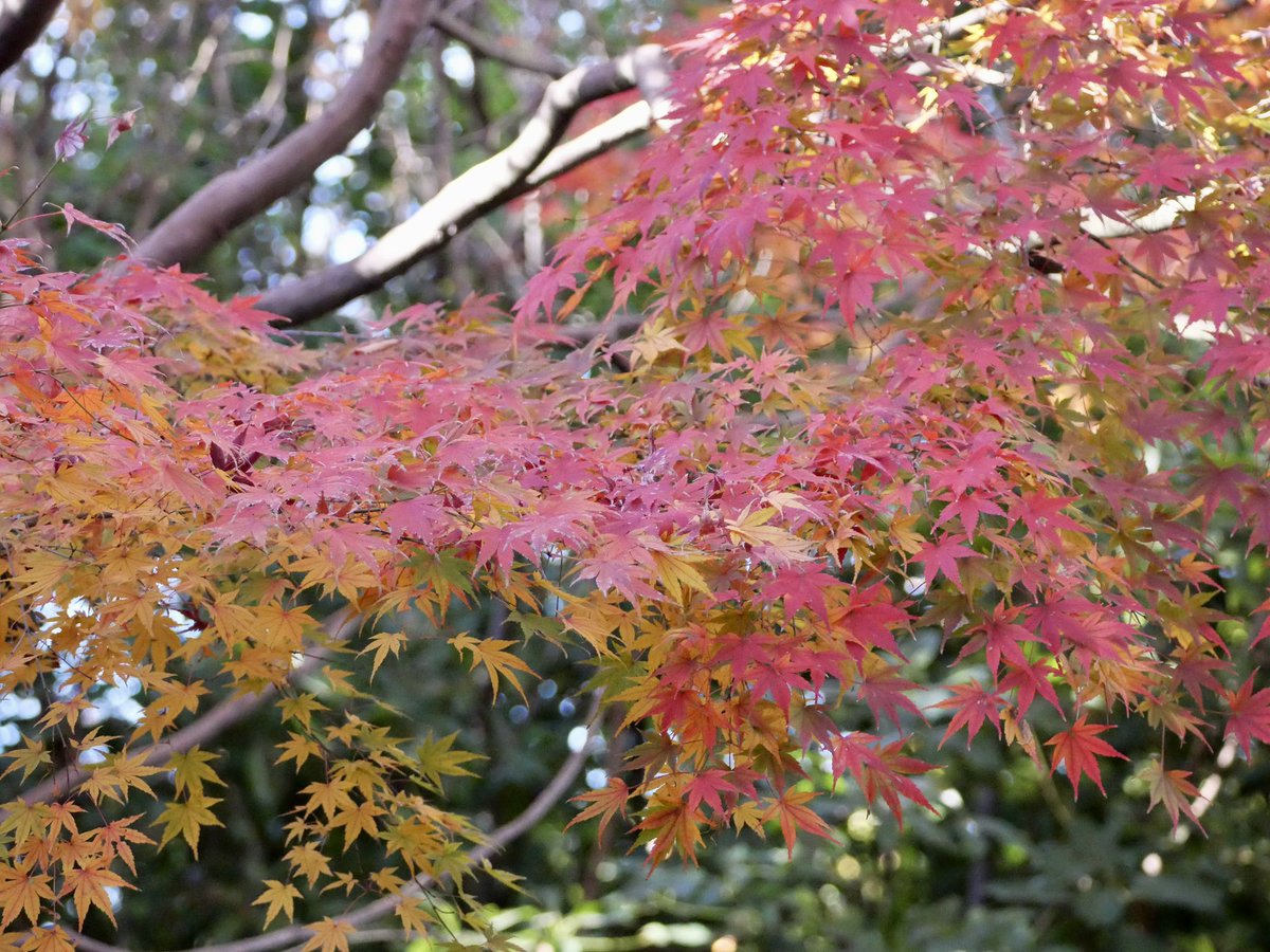 mini9365's tweet photo. #紅葉
#もみじ
#秋 https://t.co/dK16cOF7FV