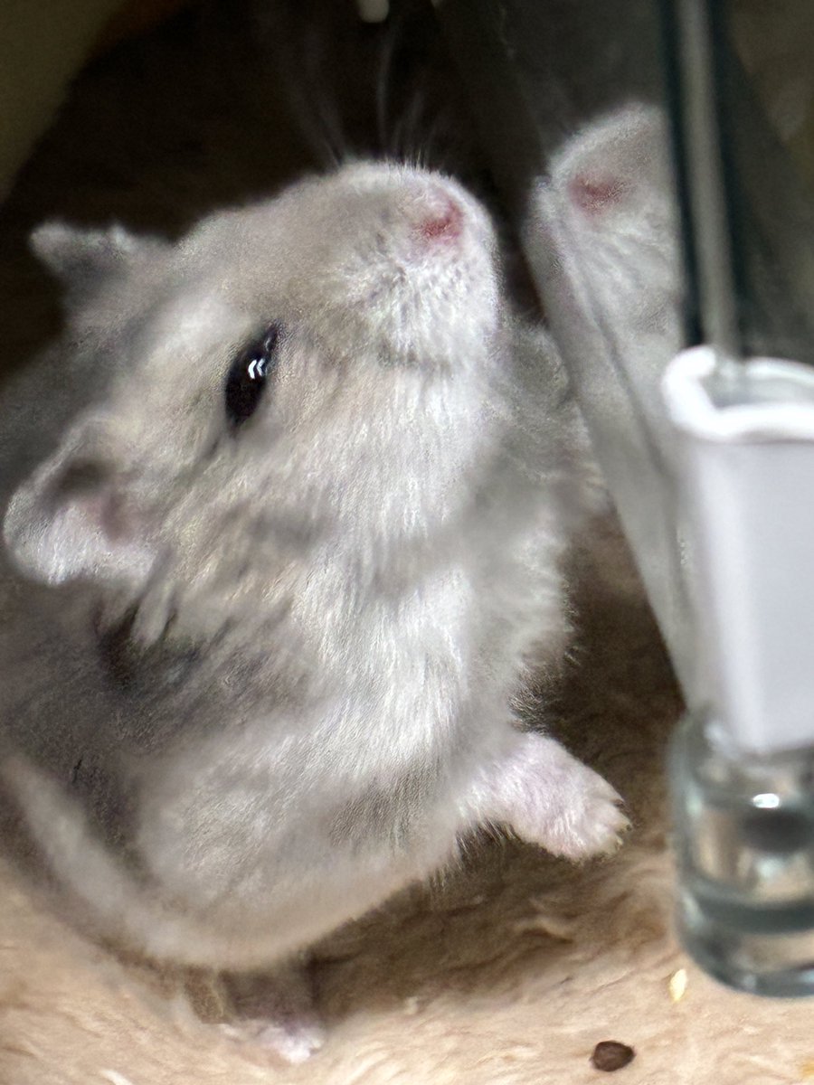 ハムスターの画像貼り付け場 Community on X - 6.9K Members