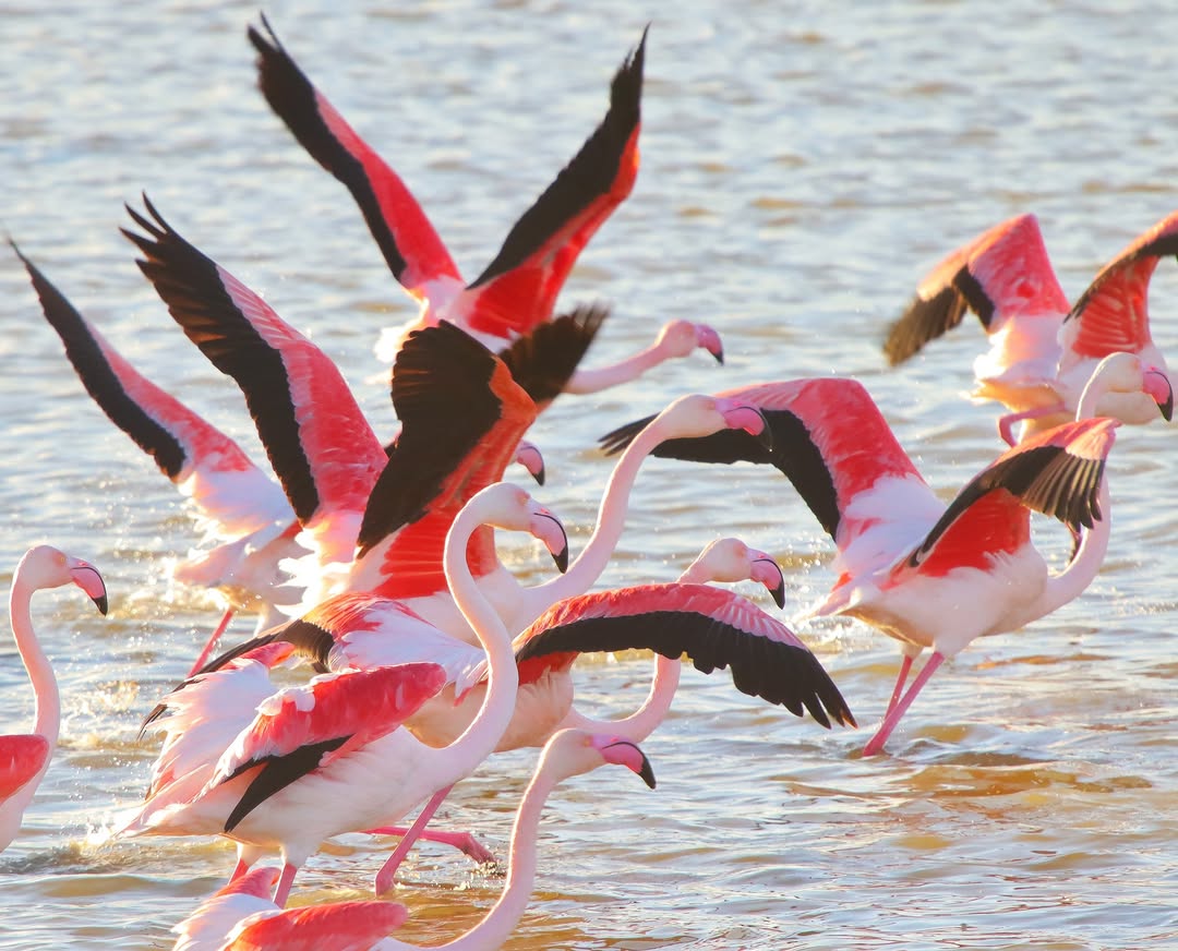 MeteOrihuela's tweet image. ¡#FelizDomingo! Espectacular, escenas dignas de #NationalGeography. Bandada o grupo de #flamencos comunes. En este inicio del mes de #diciembre2025, vistas captadas en el Parque Natural de #ElHondo, en el sur de la provincia de #Alicante. Imágenes: Julio Jesús Añel.