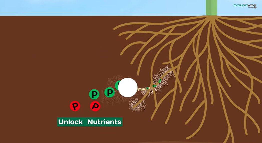 Groundwork BioAg tweet media